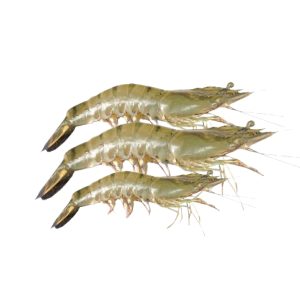 Black Tiger Shrimp (বাগদা চিংড়ি)