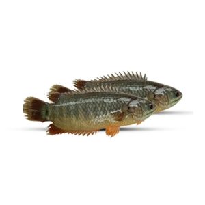 Climbing Perch (কৈ )