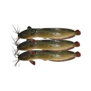 Barbel Fish (শিং)