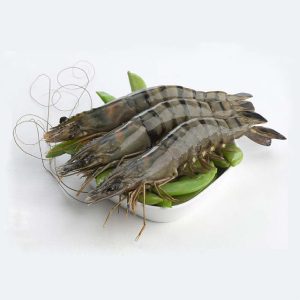 Black Tiger Shrimp (ব্ল্যাক টাইগার চিংড়ি)