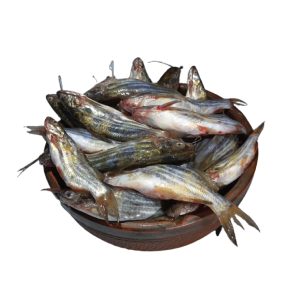 Tengra catfish (টেংরা)