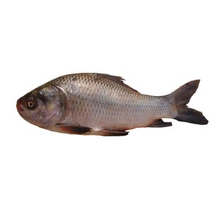 Catla Fish - কাতল